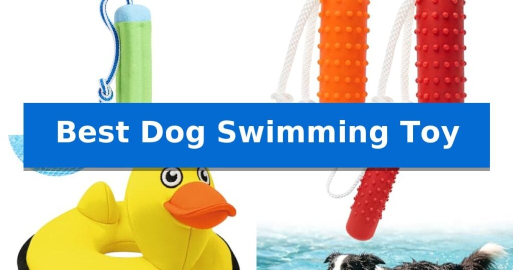 Best Dog Swimming Toy