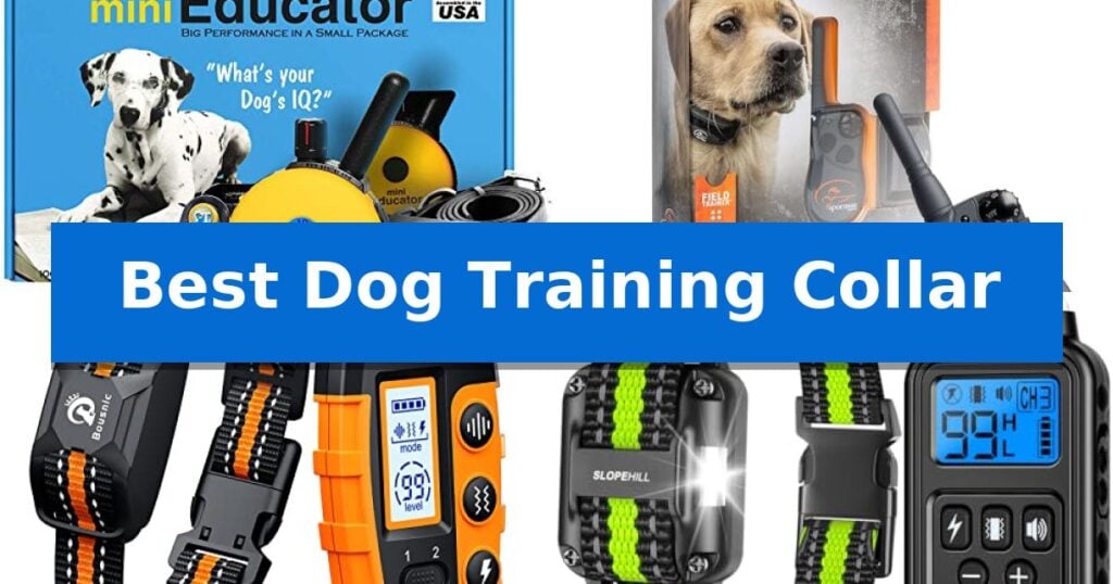 Best Dog Training Collar