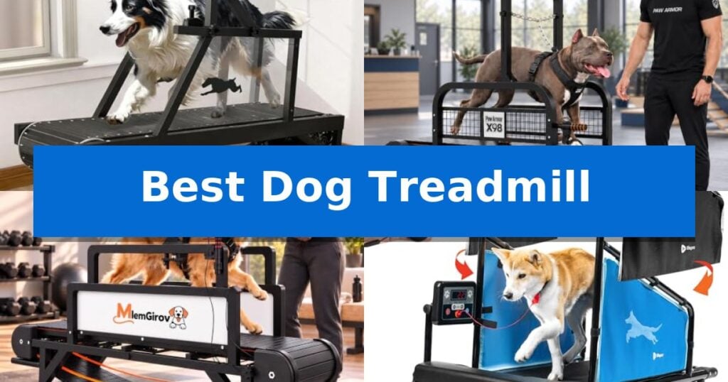 Best Dog Treadmill