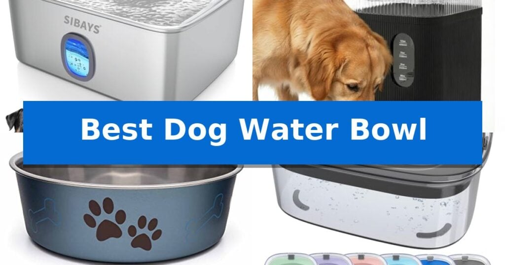 Best Dog Water Bowl