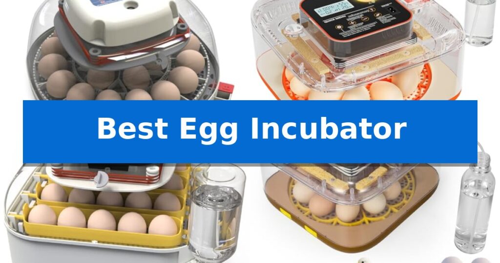 Best Egg Incubator