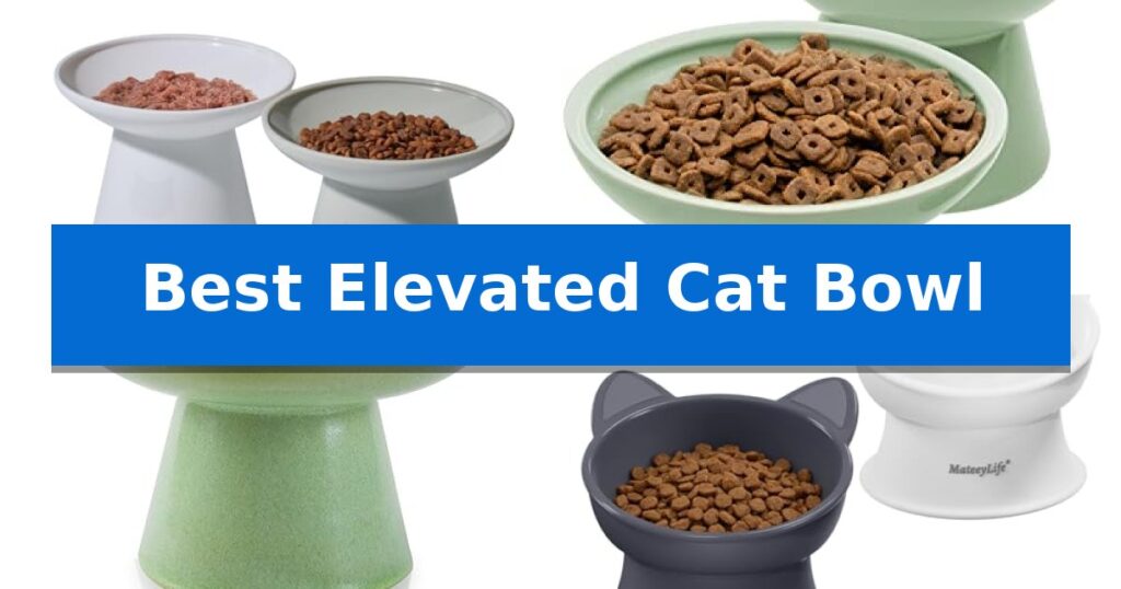 Best Elevated Cat Bowl