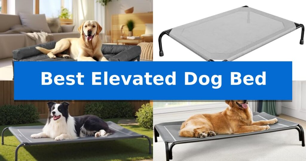 Best Elevated Dog Bed