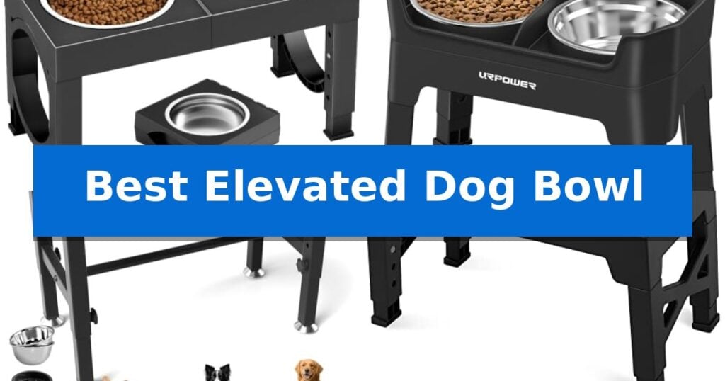 Best Elevated Dog Bowl
