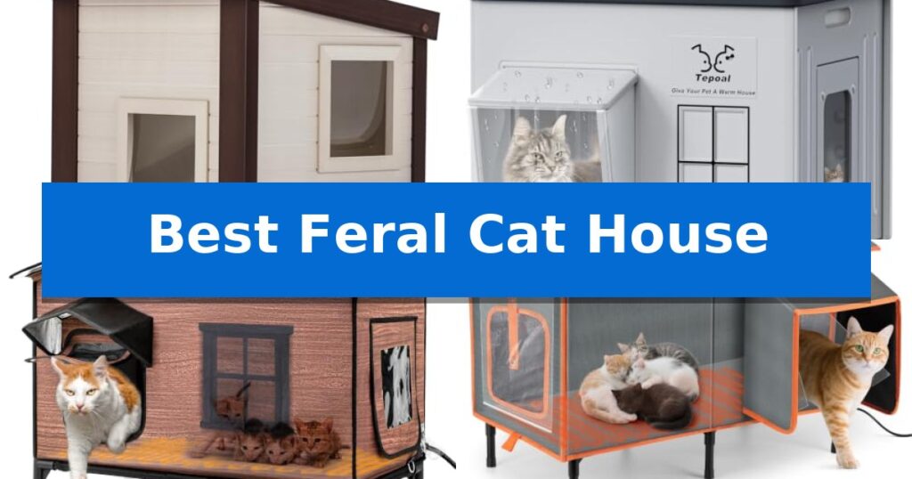 Best Feral Cat House