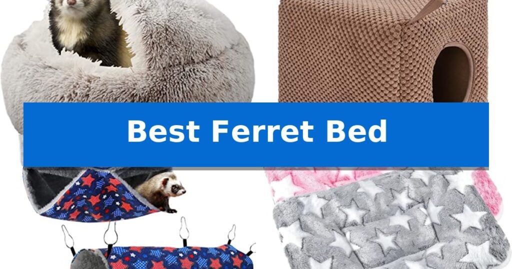 Best Ferret Bed