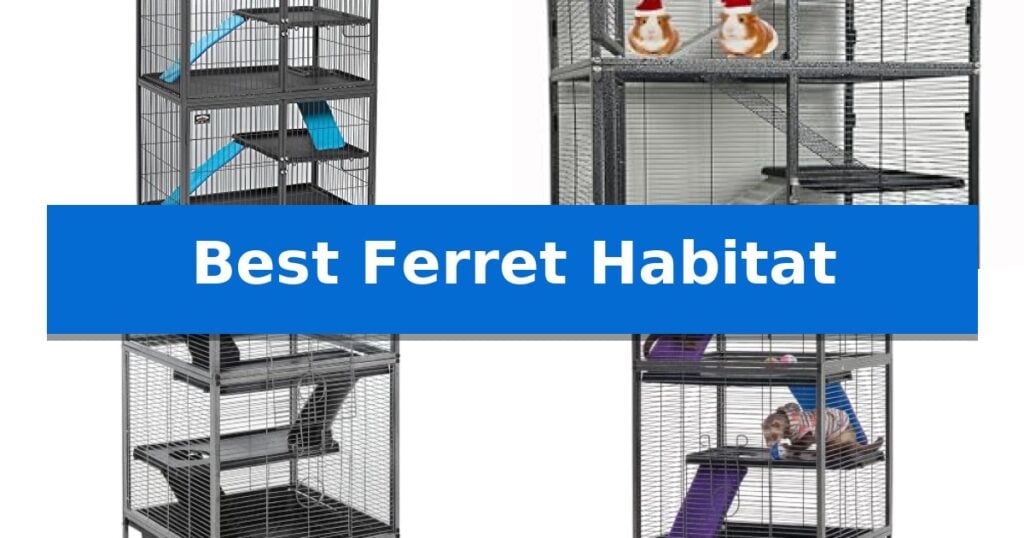 Best Ferret Habitat