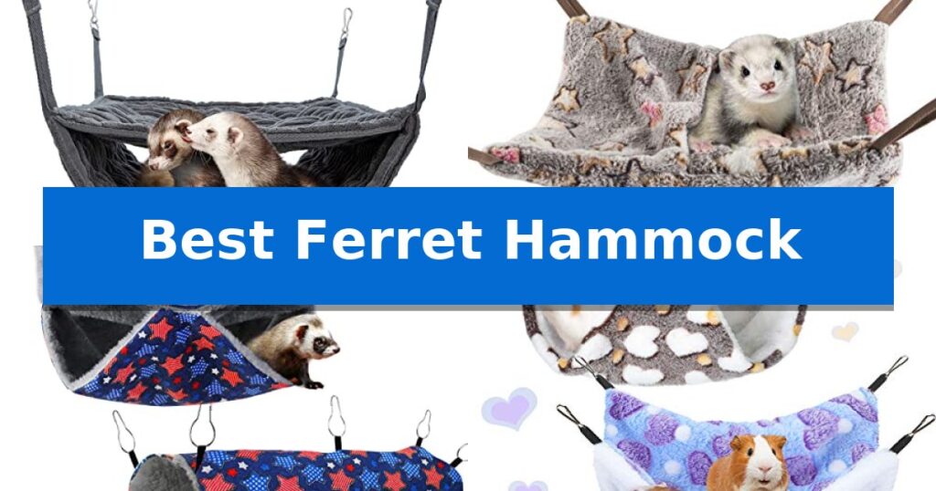 Best Ferret Hammock