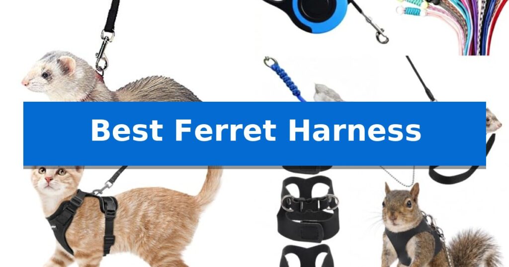 Best Ferret Harness