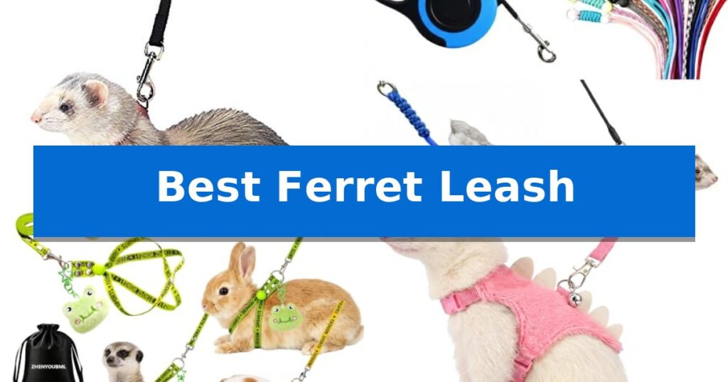 Best Ferret Leash