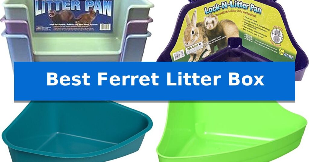 Best Ferret Litter Box