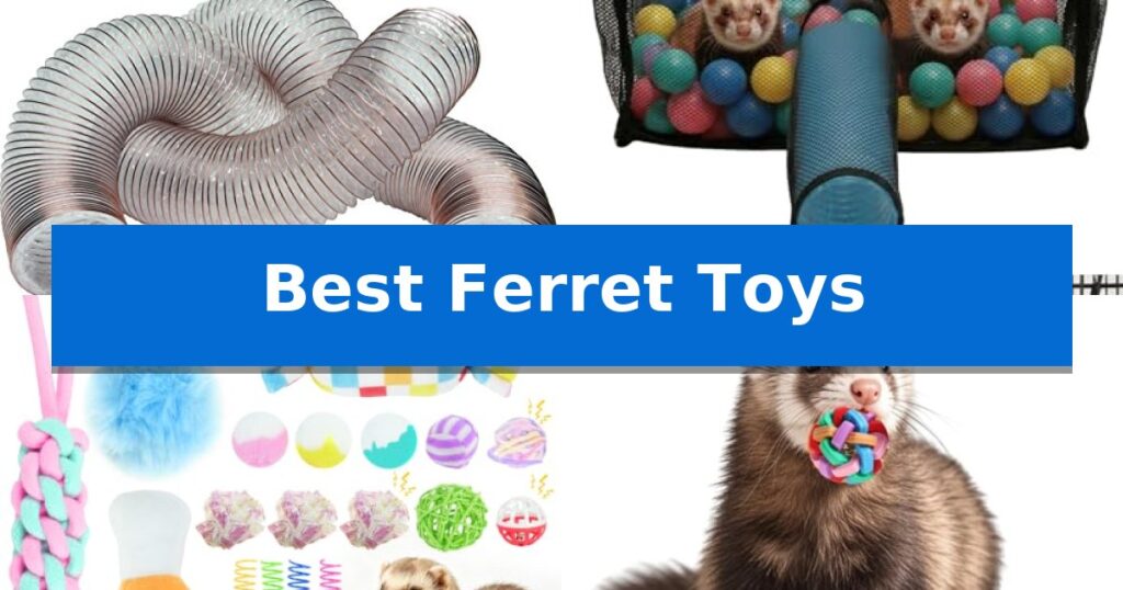 Best Ferret Toys