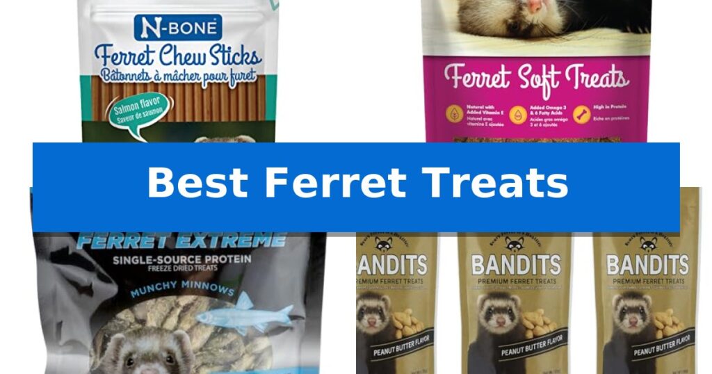 Best Ferret Treats