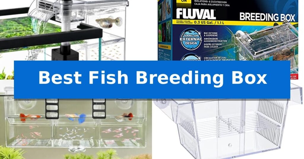 Best Fish Breeding Box