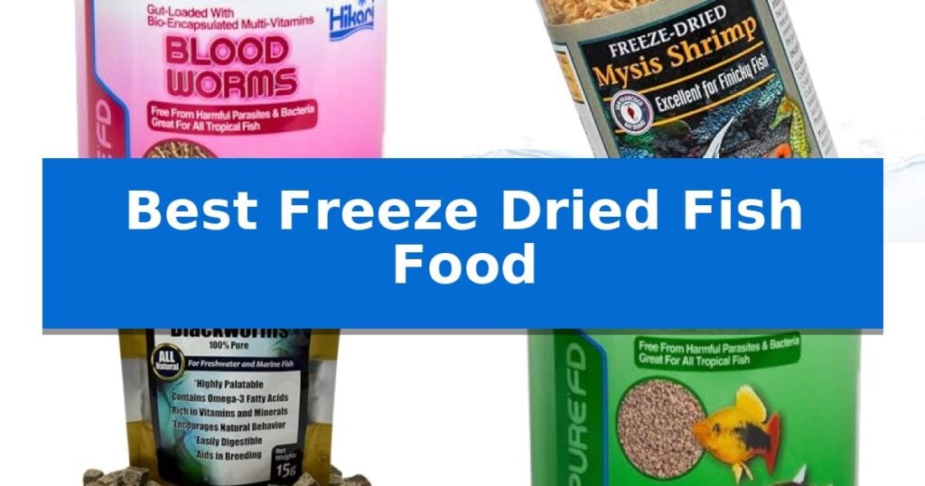 Best Freeze Dried Fish Food