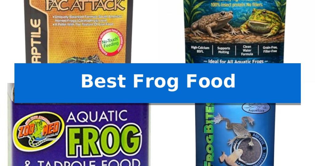 Best Frog Food