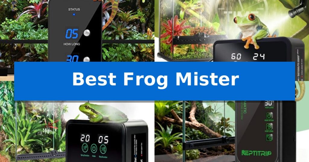 Best Frog Mister