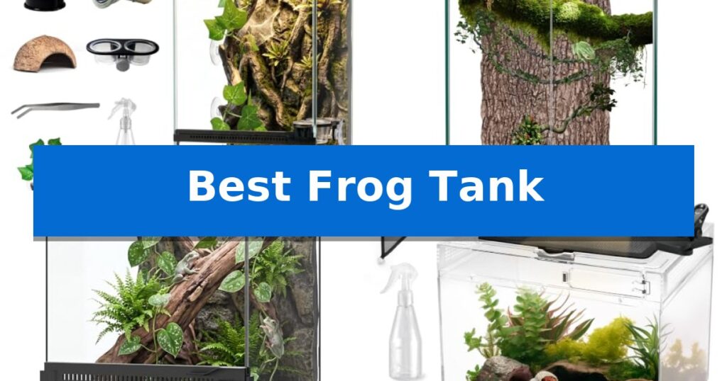 Best Frog Tank