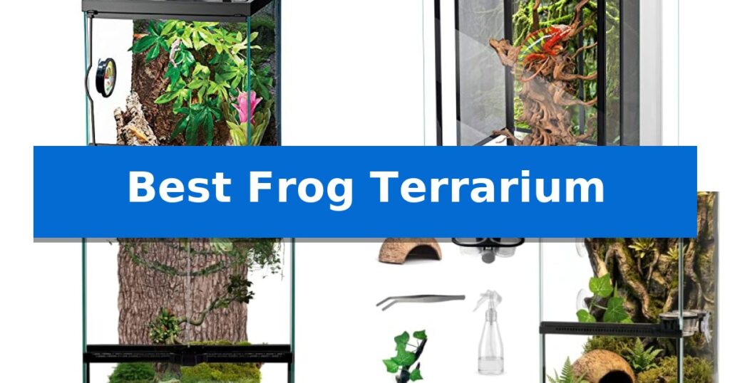 Best Frog Terrarium
