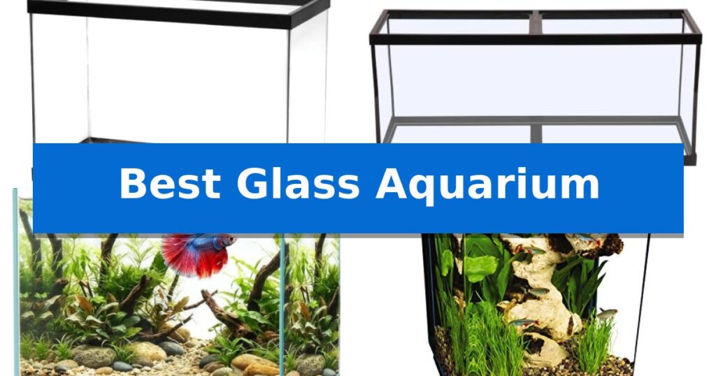 Best Glass Aquarium