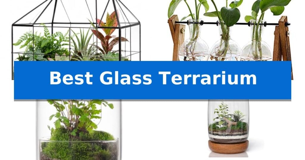 Best Glass Terrarium