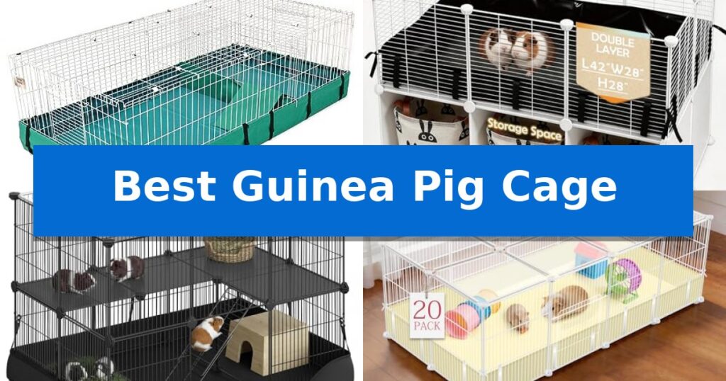 Best Guinea Pig Cage