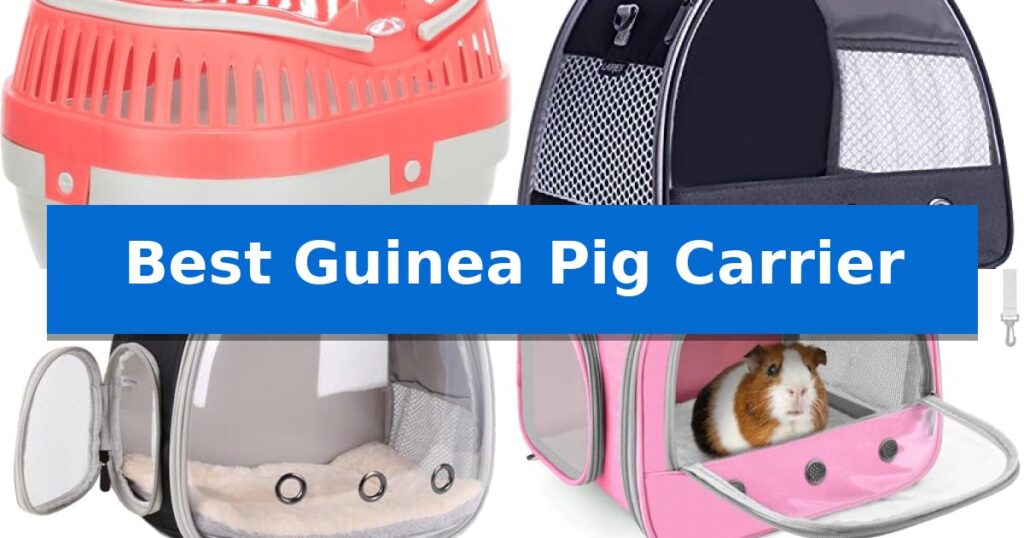 Best Guinea Pig Carrier