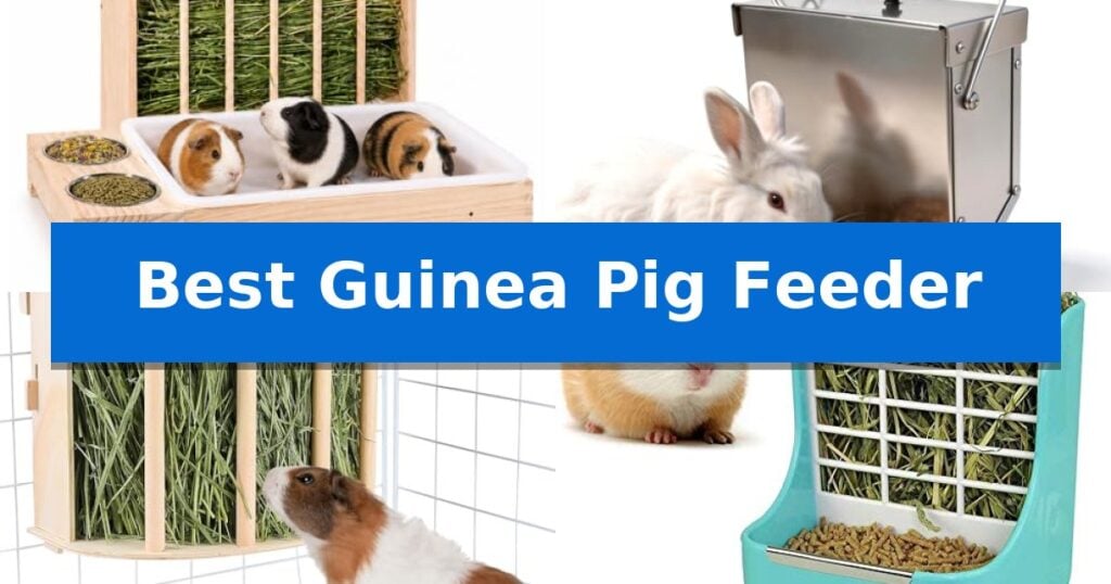 Best Guinea Pig Feeder