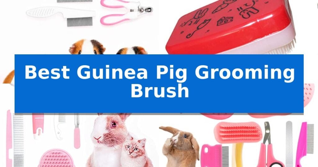 Best Guinea Pig Grooming Brush