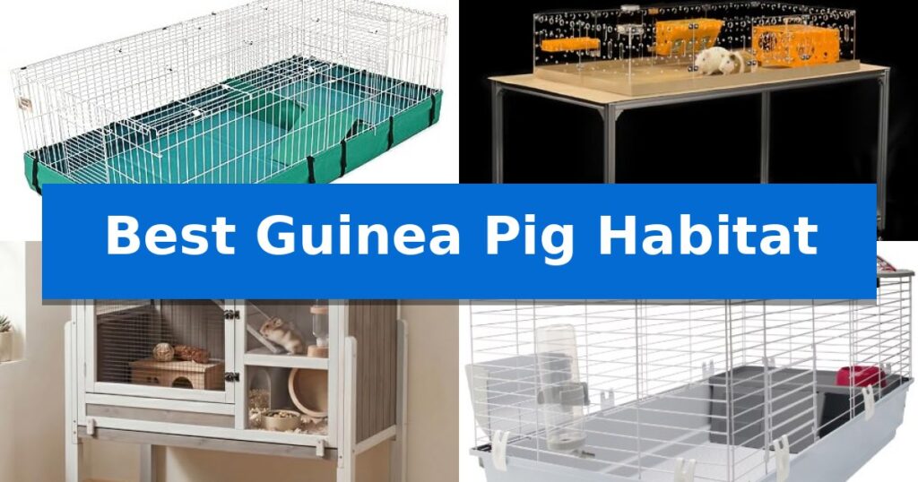 Best Guinea Pig Habitat