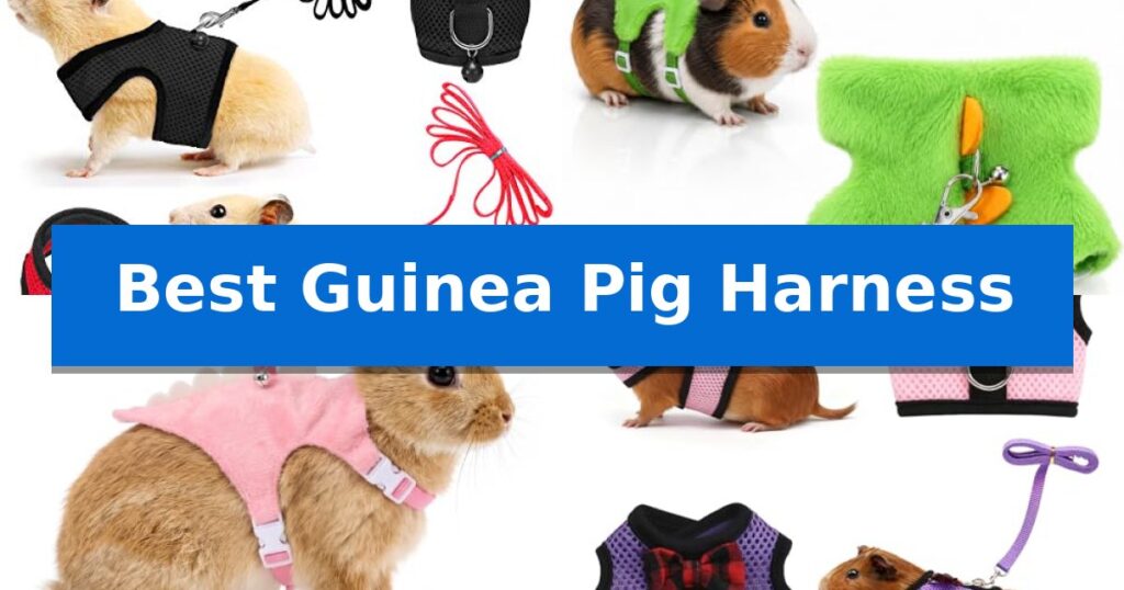 Best Guinea Pig Harness