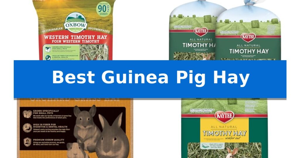 Best Guinea Pig Hay