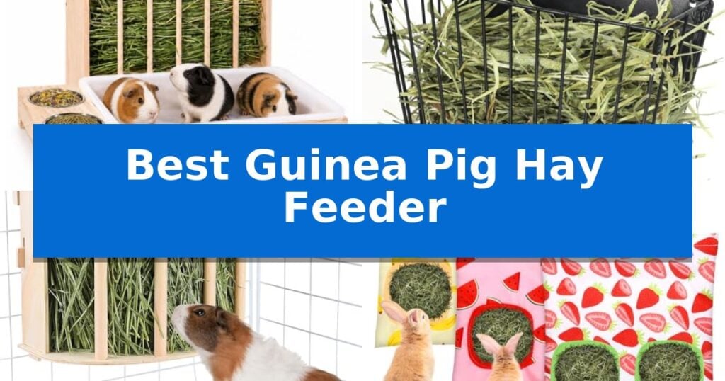 Best Guinea Pig Hay Feeder