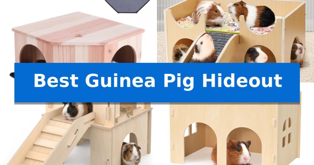 Best Guinea Pig Hideout