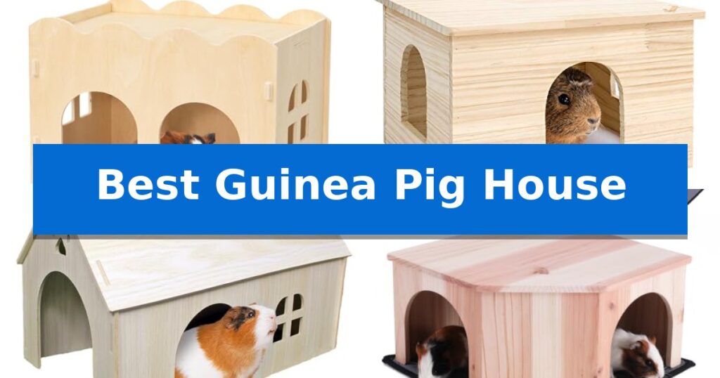 Best Guinea Pig House