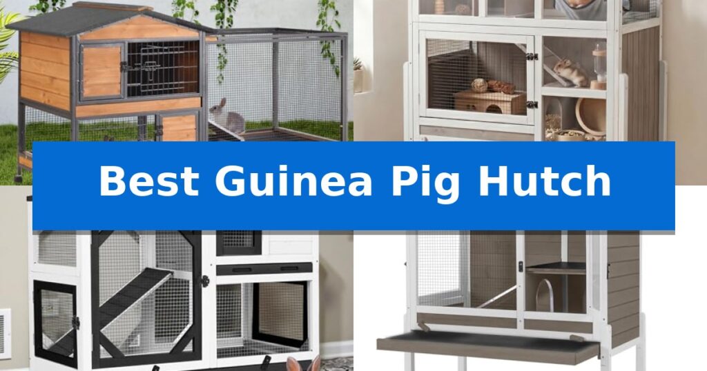 Best Guinea Pig Hutch