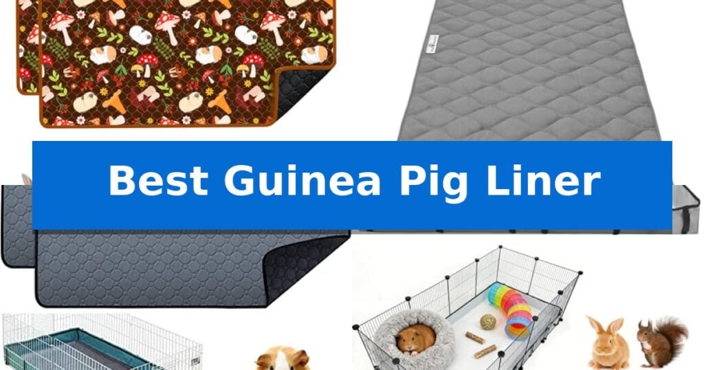 Best Guinea Pig Liner