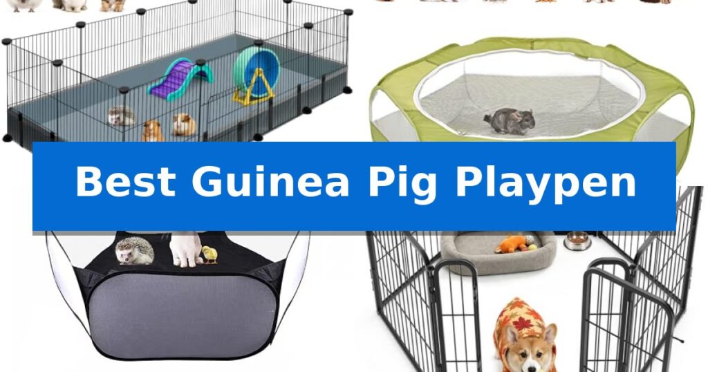 Best Guinea Pig Playpen