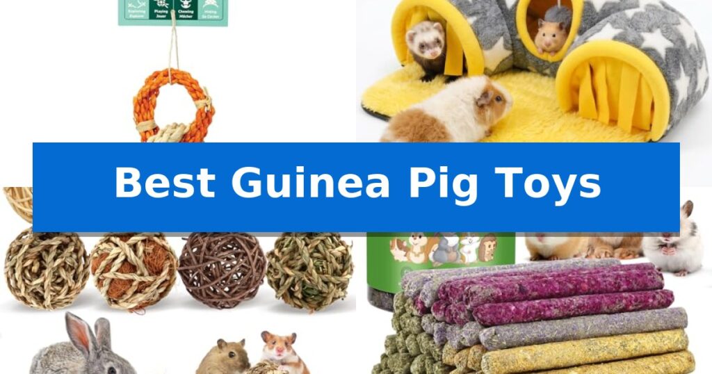 Best Guinea Pig Toys