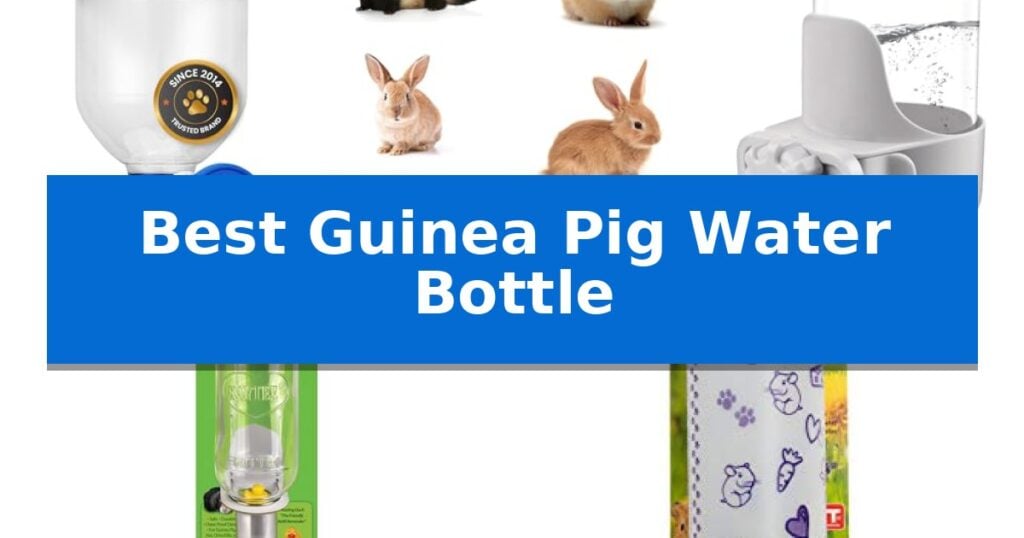 Best Guinea Pig Water Bottle