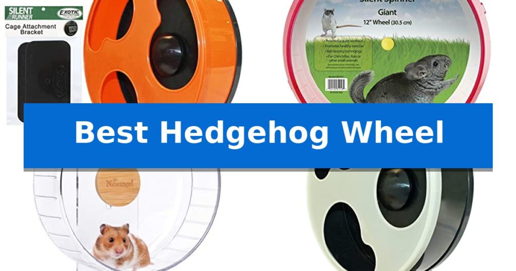 Best Hedgehog Wheel