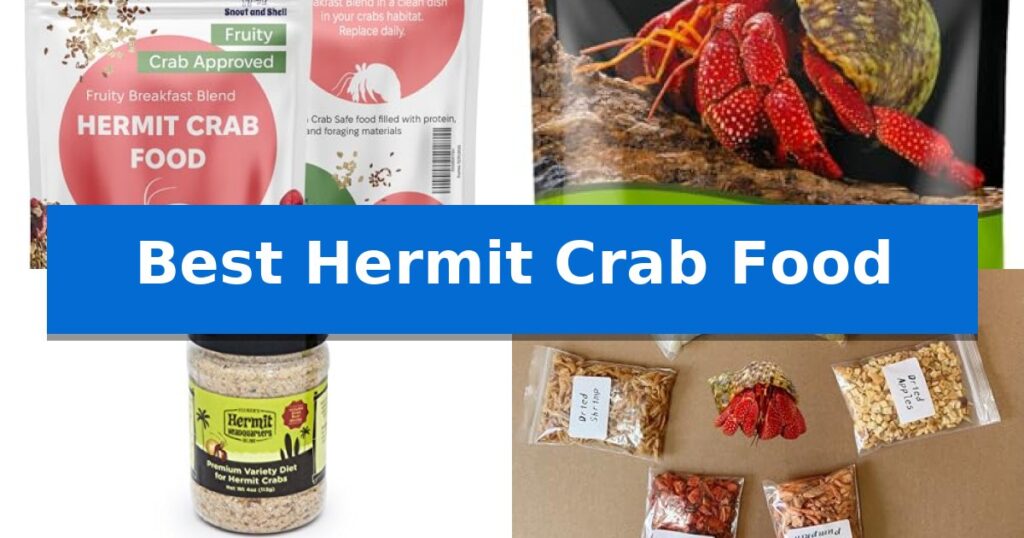 Best Hermit Crab Food