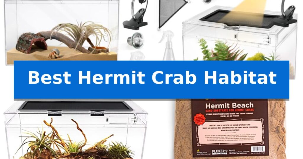 Best Hermit Crab Habitat