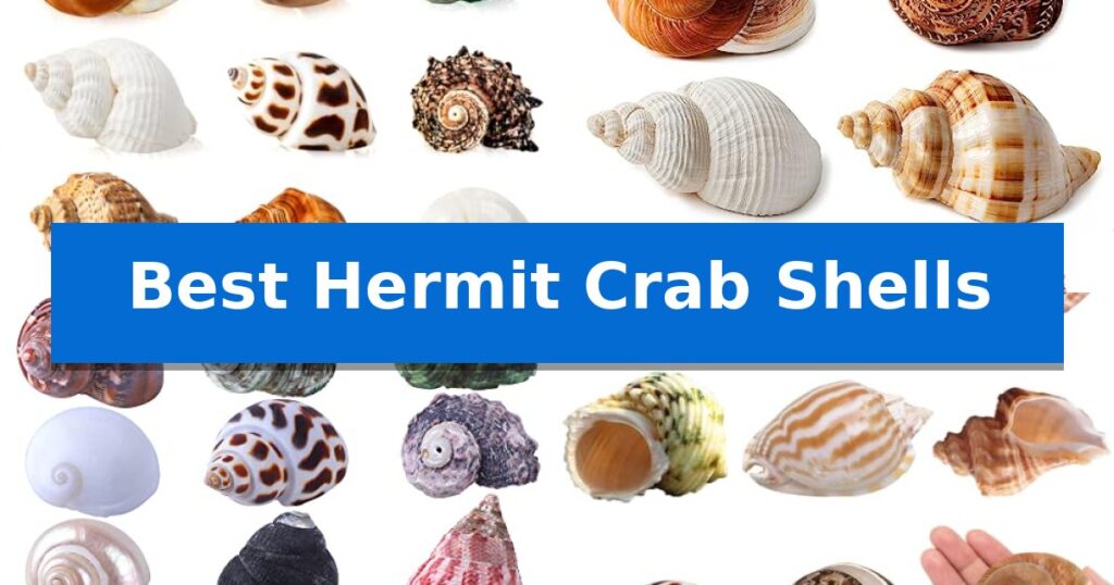 Best Hermit Crab Shells