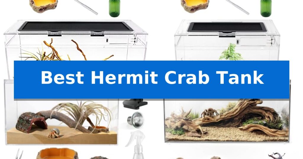 Best Hermit Crab Tank