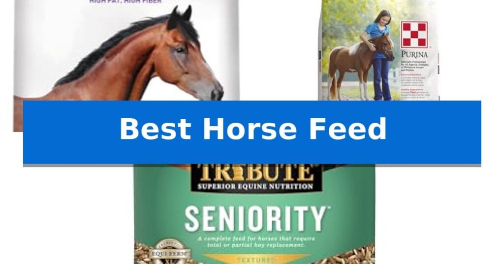 Best Horse Feed