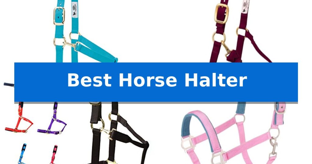Best Horse Halter
