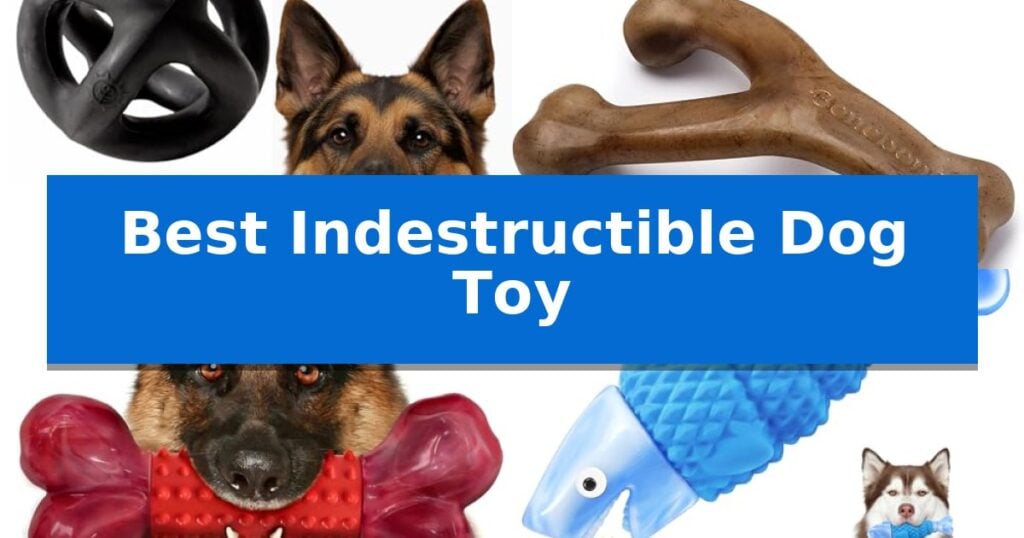 Best Indestructible Dog Toy