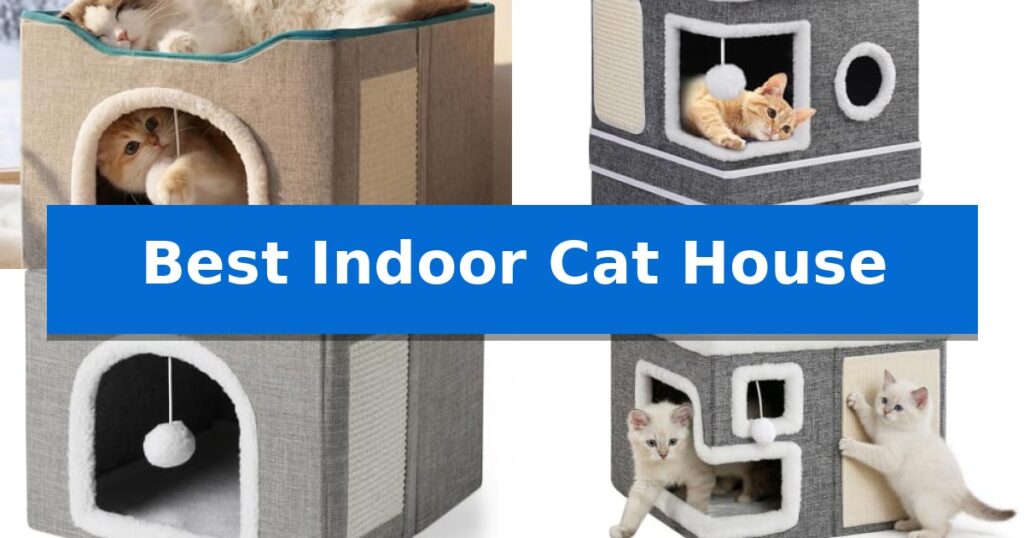 Best Indoor Cat House