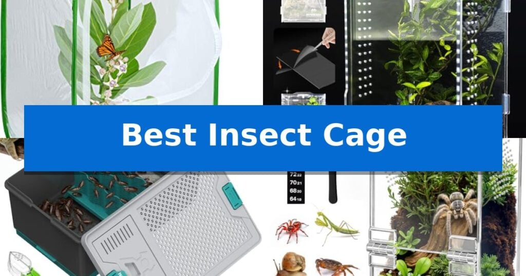Best Insect Cage